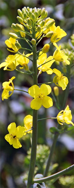 Rapsblüte um Wurzen