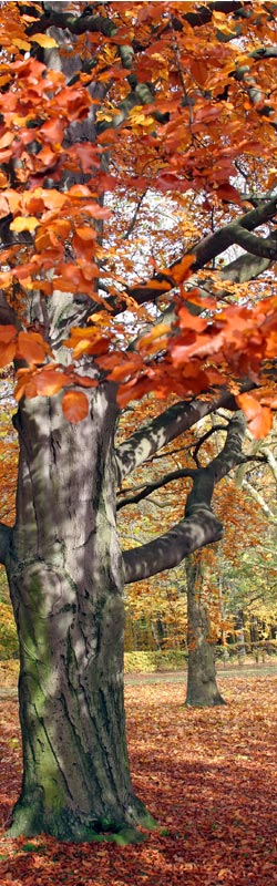 Herbstliches Wurzen