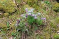 Osterblume