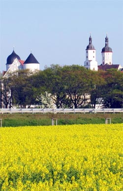 Der Raps blüht nahe der Mulde in Wurzen